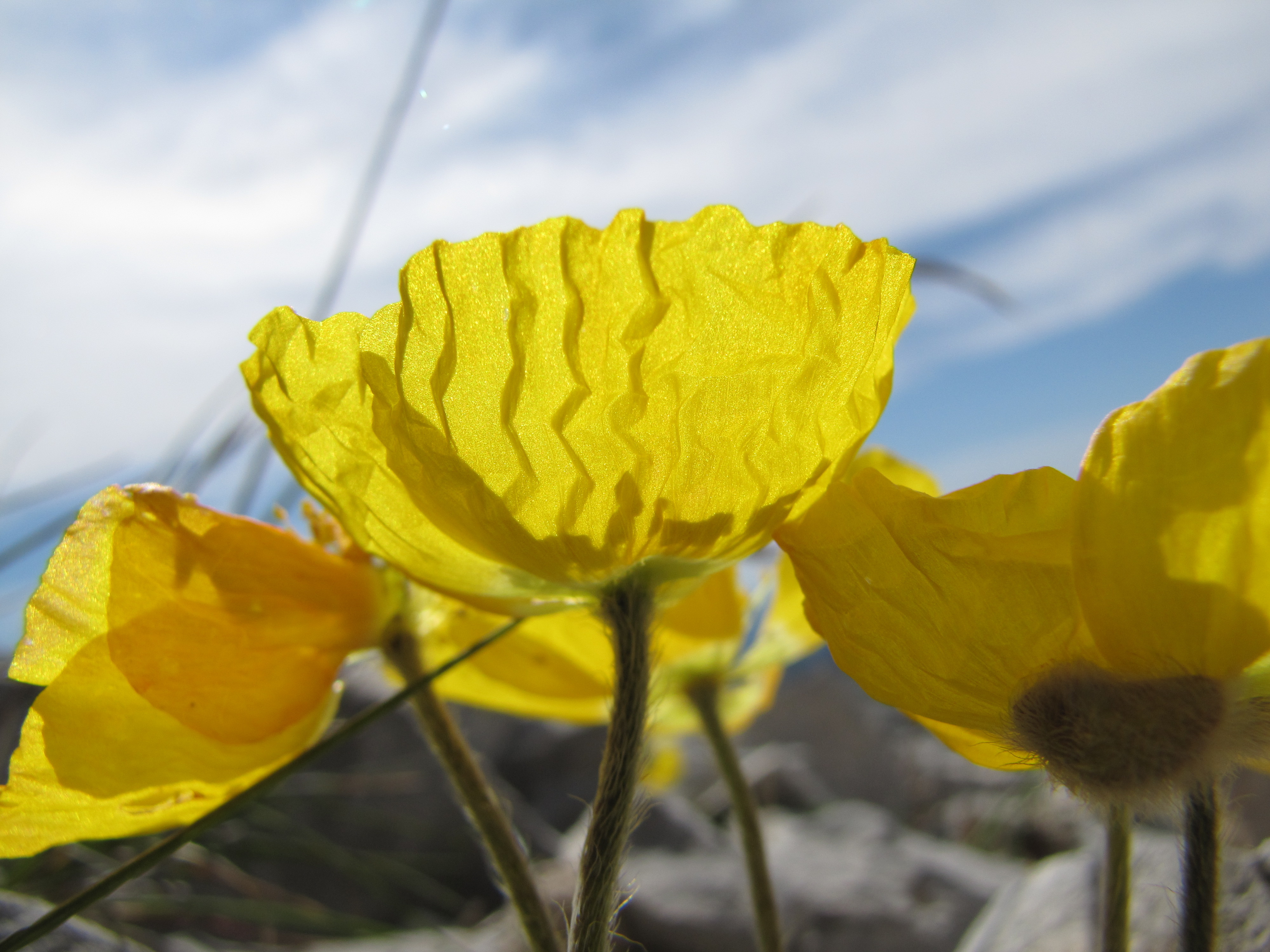 Pavot velu du Groënland - BM