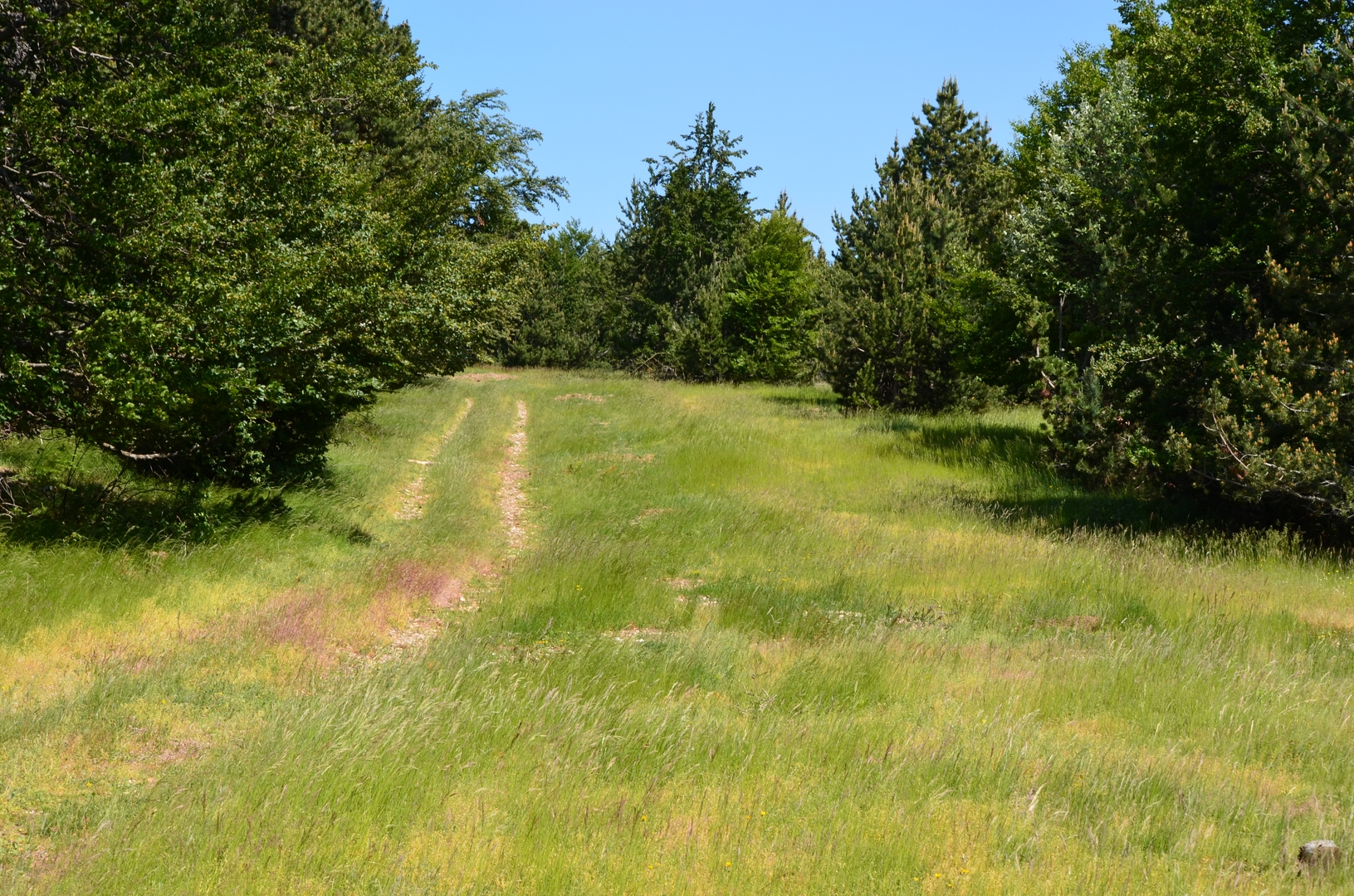 Pelouse de la Tune - N2000 Mont-Ventoux