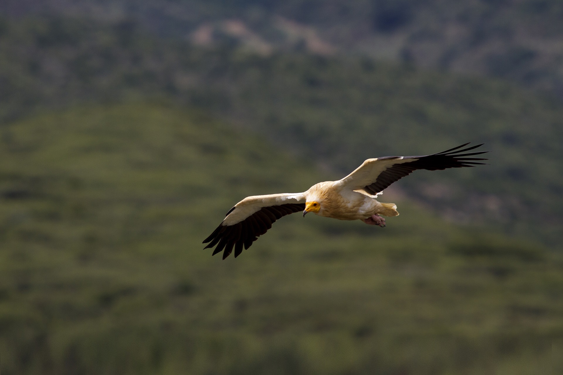 Vautour percnoptère - Neophron percnopterus