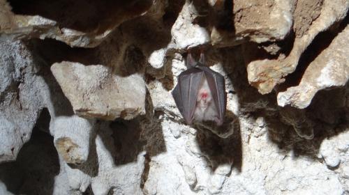 grand_rhinolophe.jpg