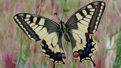 papilio_machaon.jpg