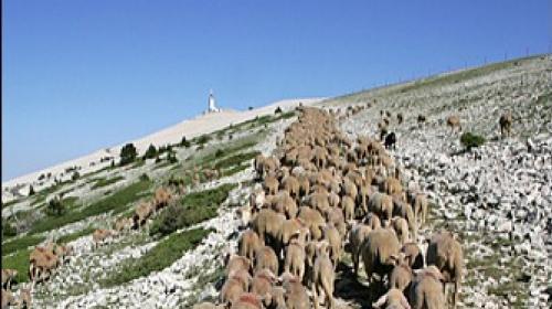 troupeau_pierriers_mont_ventoux.jpg